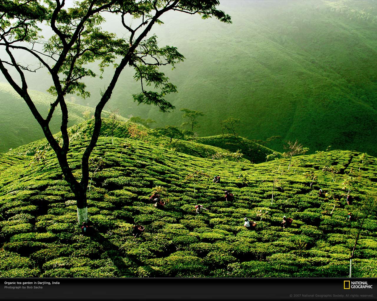 Green Tea Gardens HD Wallpaper In