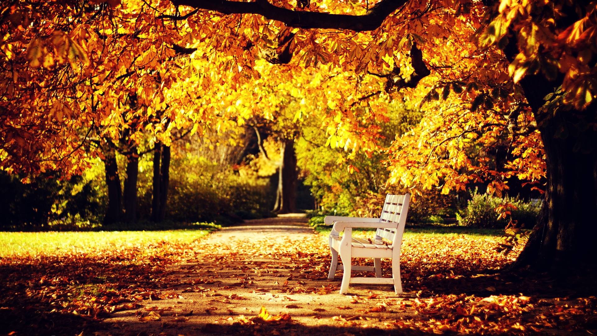 HD 1080p Fall Wallpaper