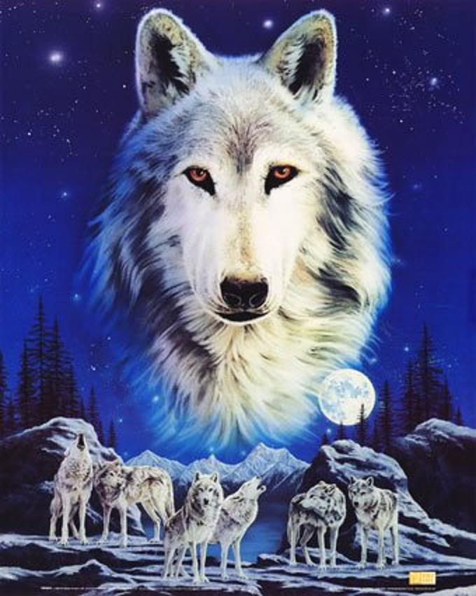 Wolf Pack Wallpaper Desktop Background