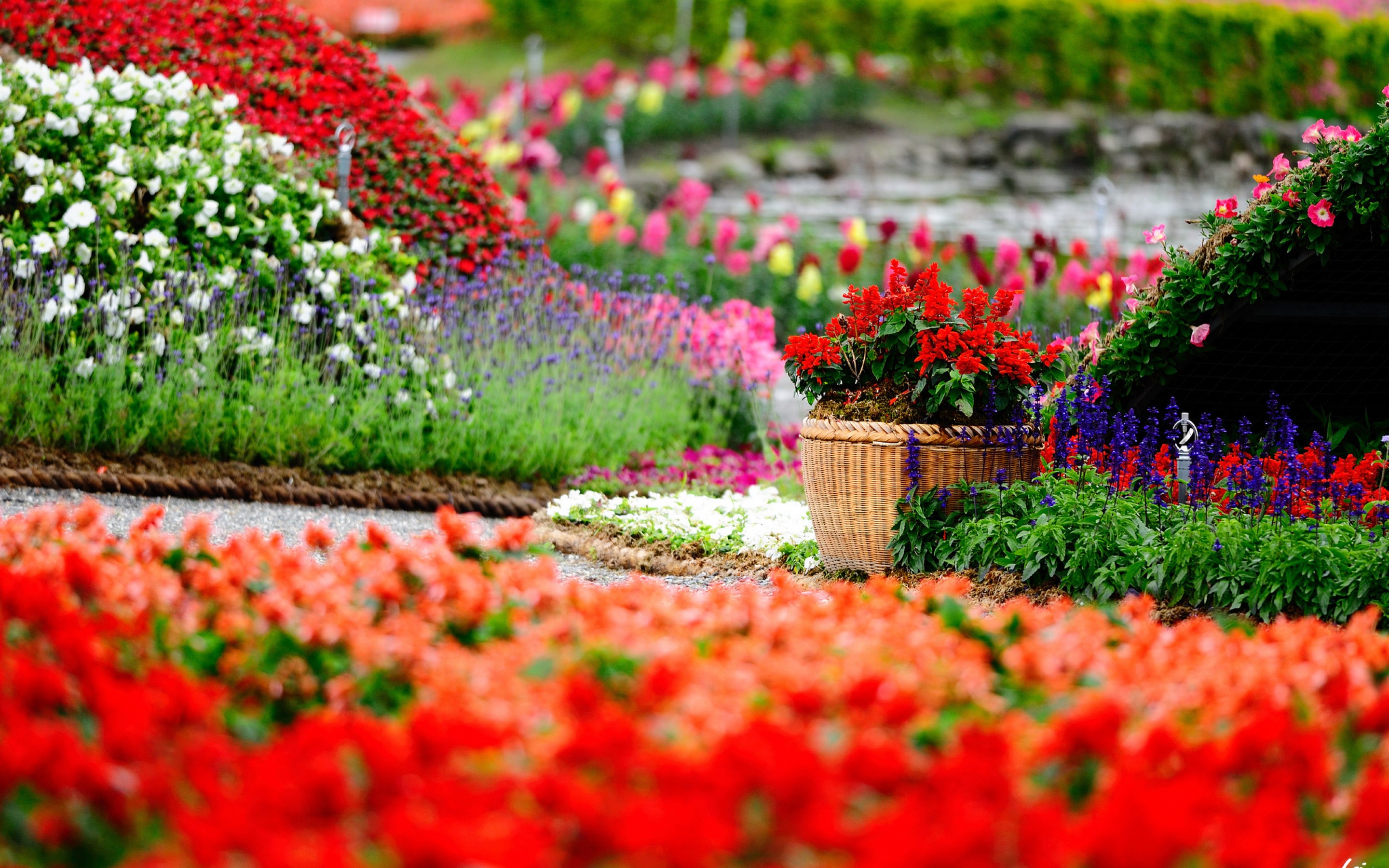 Garden Wallpaper Hd