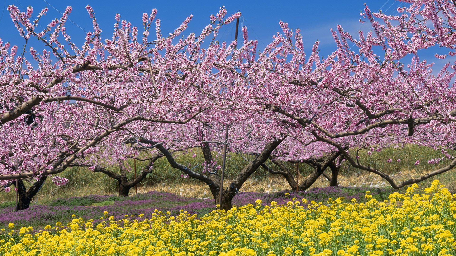 Japan Nature Wallpaper Trees Spring Season