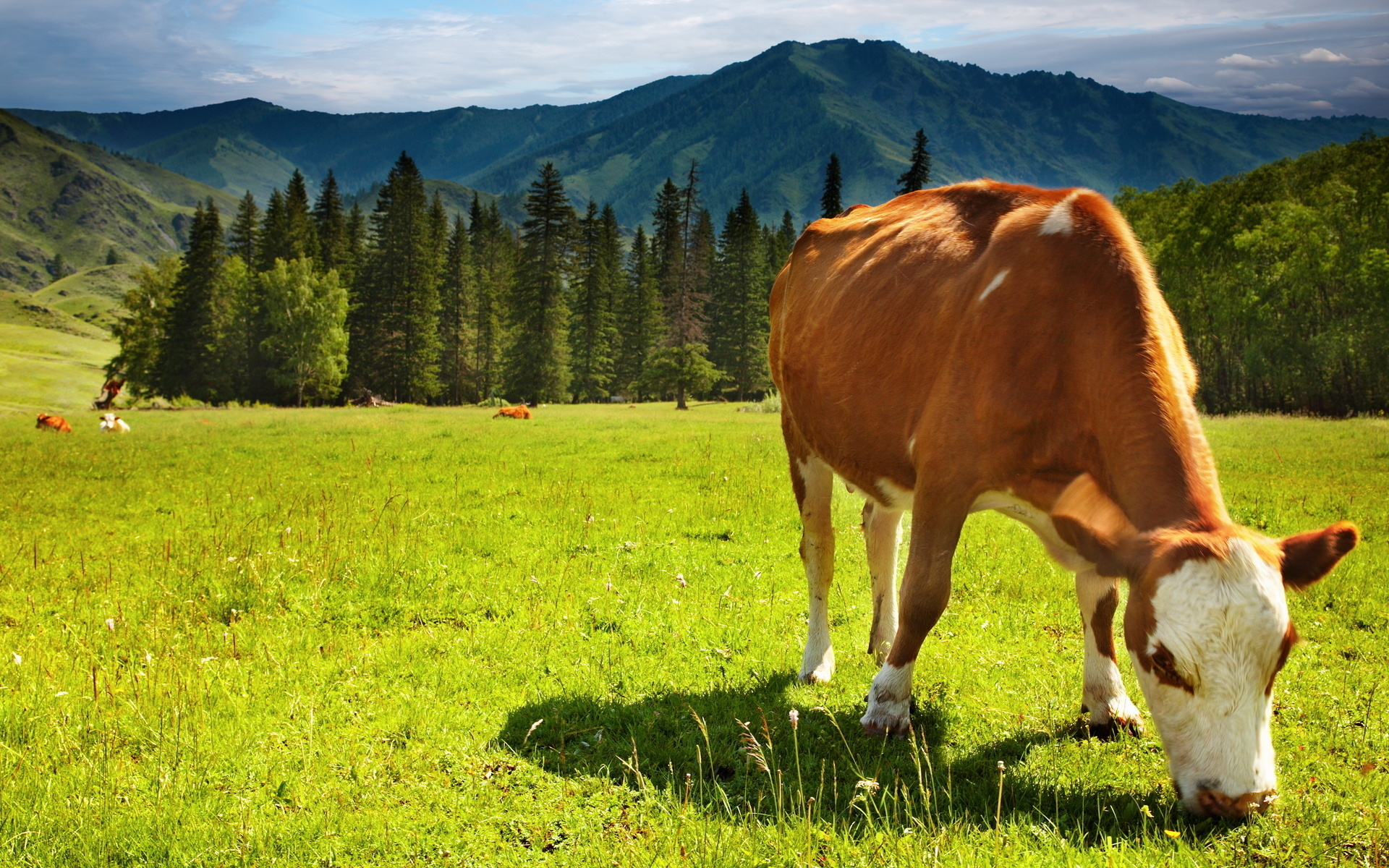 Cow Full HD Wallpaper And Background Id