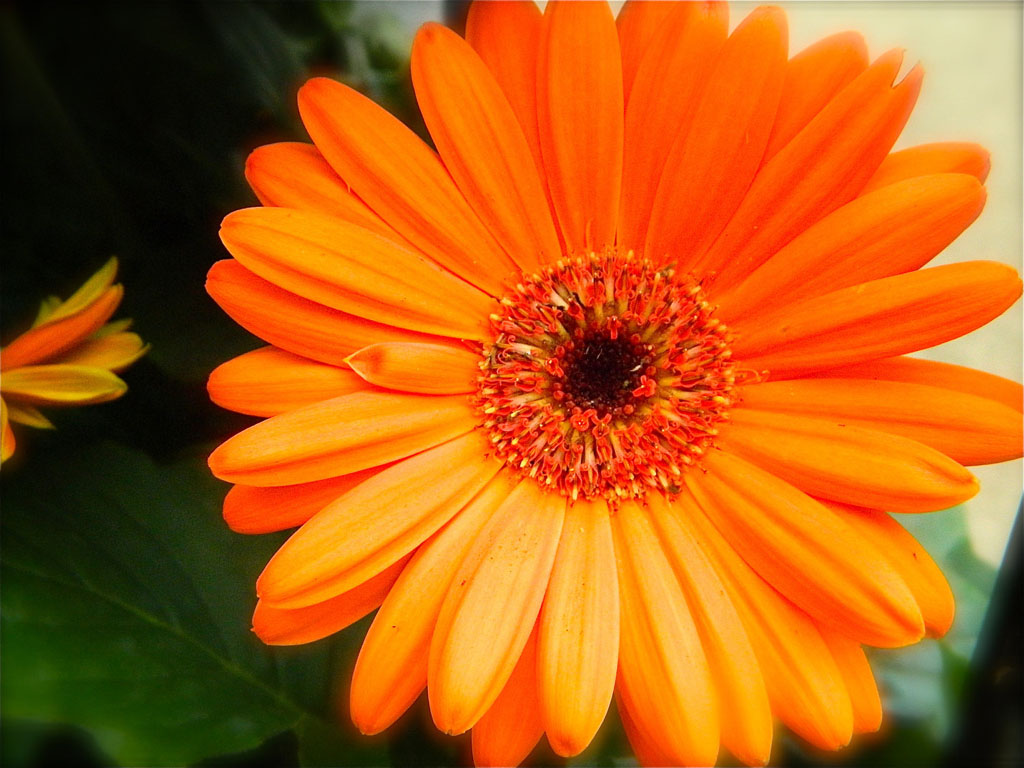 Desktop Wallpaper Orange Gerbera Daisy Flowers Background