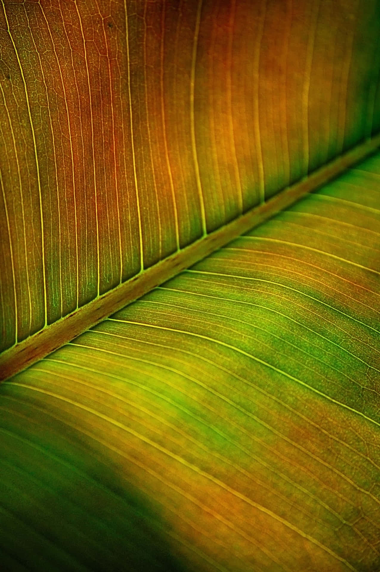 Wallpaper Banana Leaf