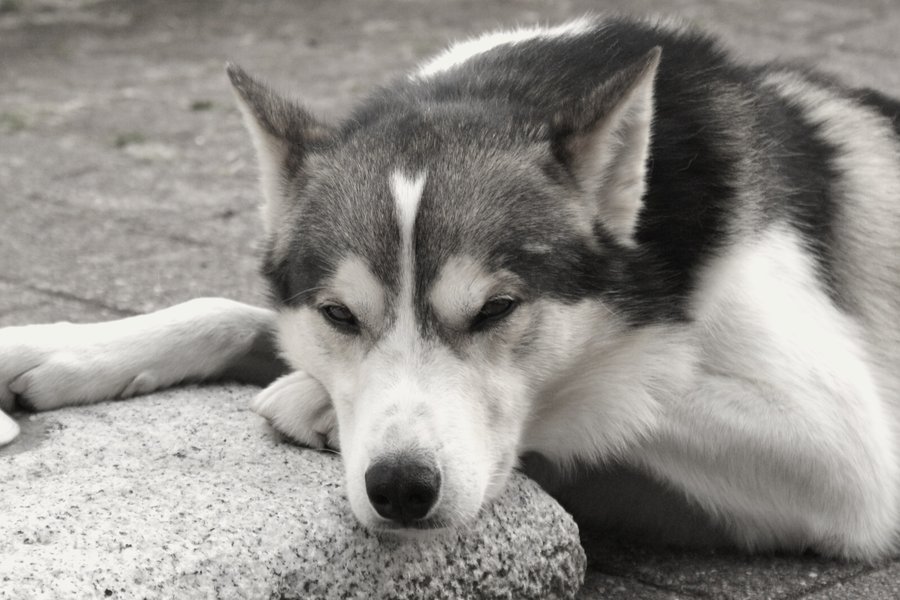 Alaskan Husky Dogs Breeds Pets