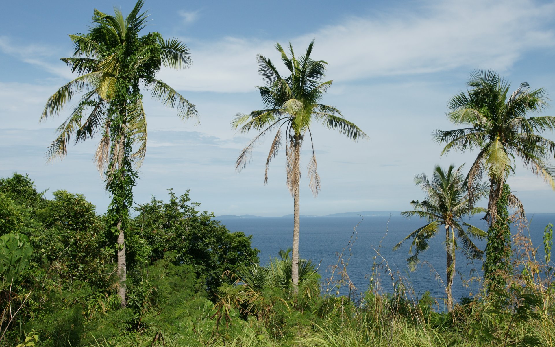 Palm trees   ocean view