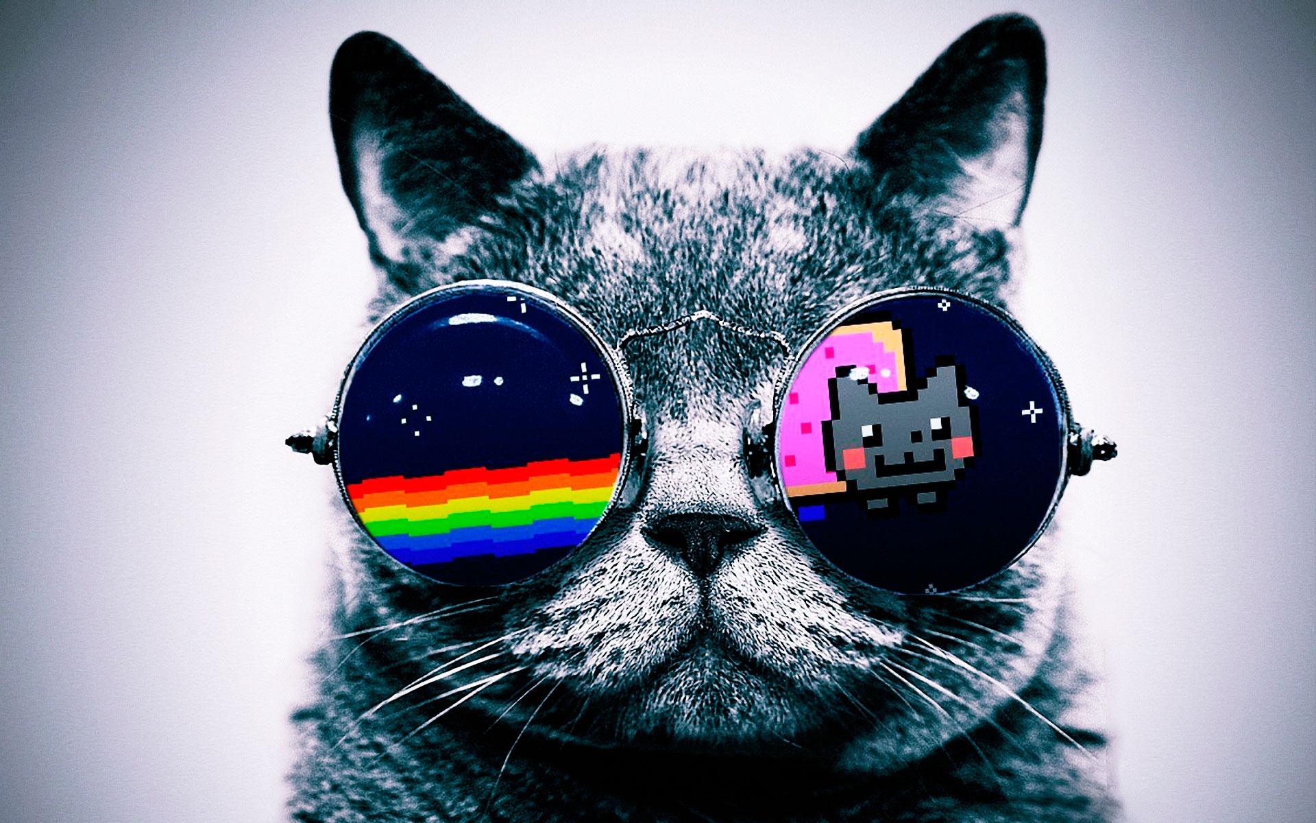 Cool Cat With Sunglasses HD Wallpaper Background Image