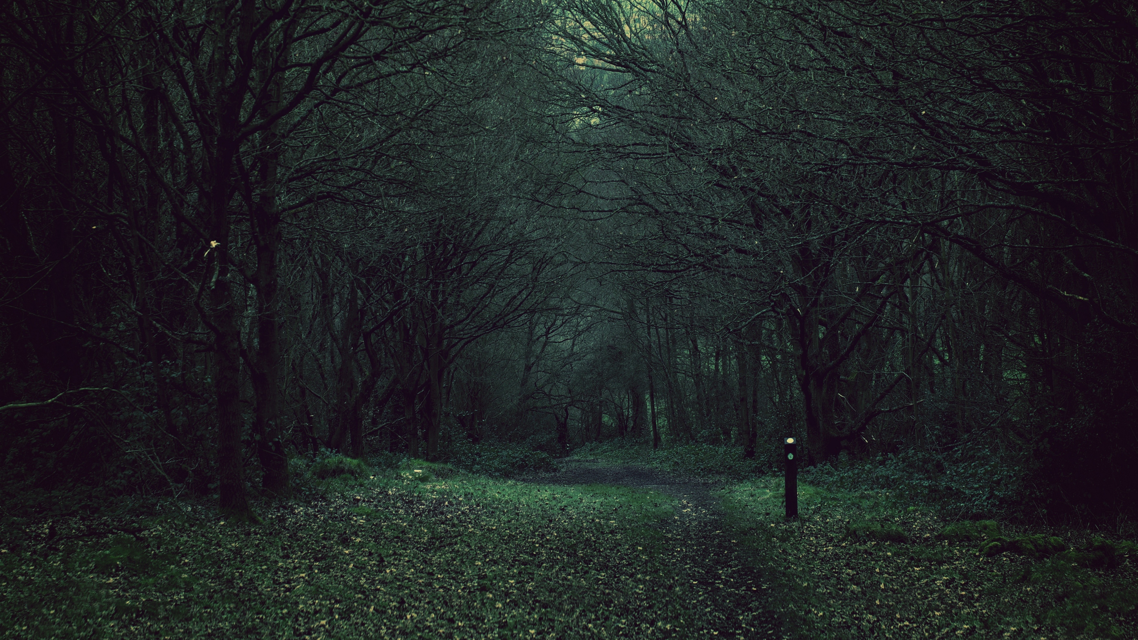 Download Dark Forest Wallpaper By Kathyc Forest Wallpapers Dark   NeaFwU 