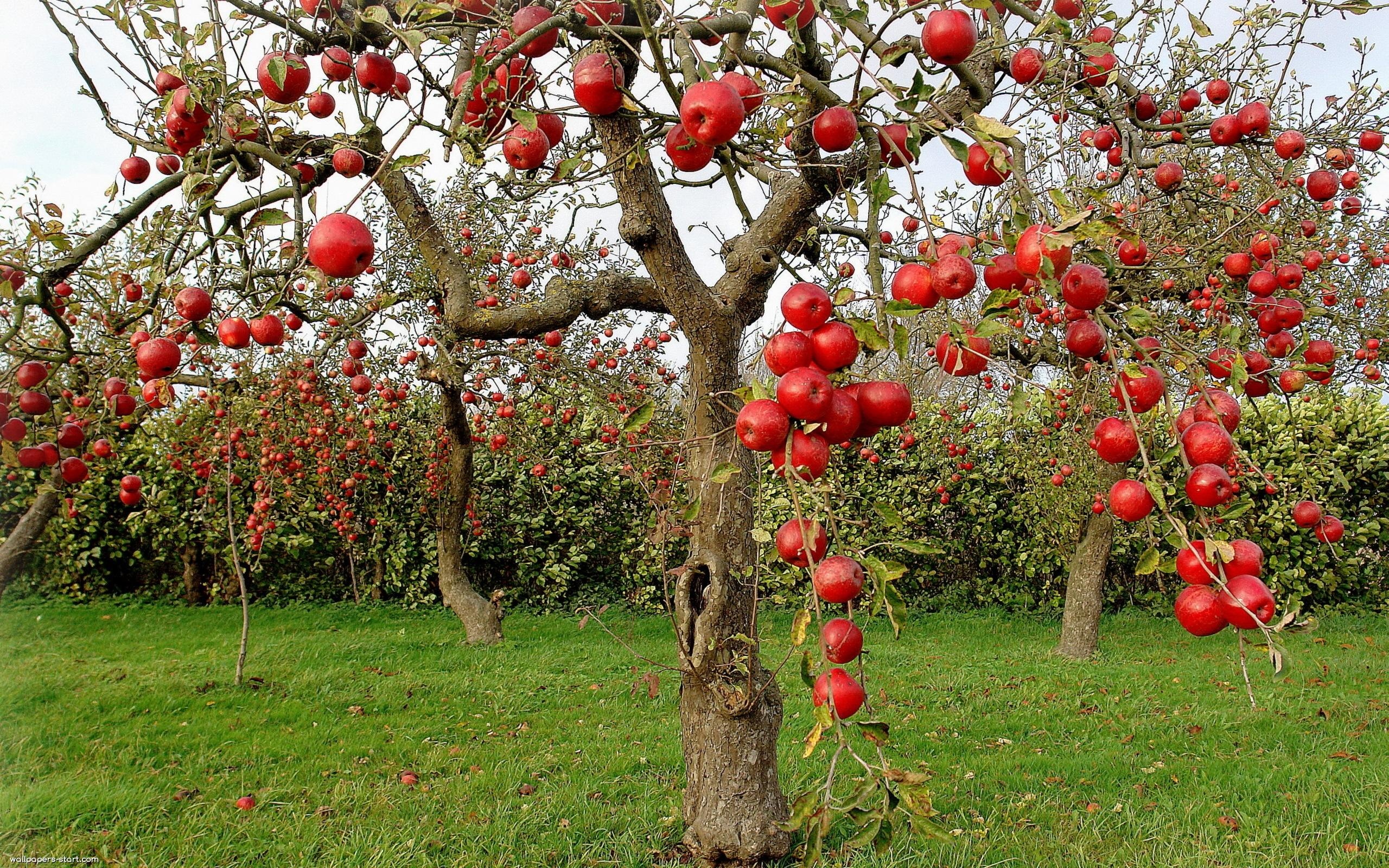 Wallpaper apple tree red apple garden tree branch fruits autumn