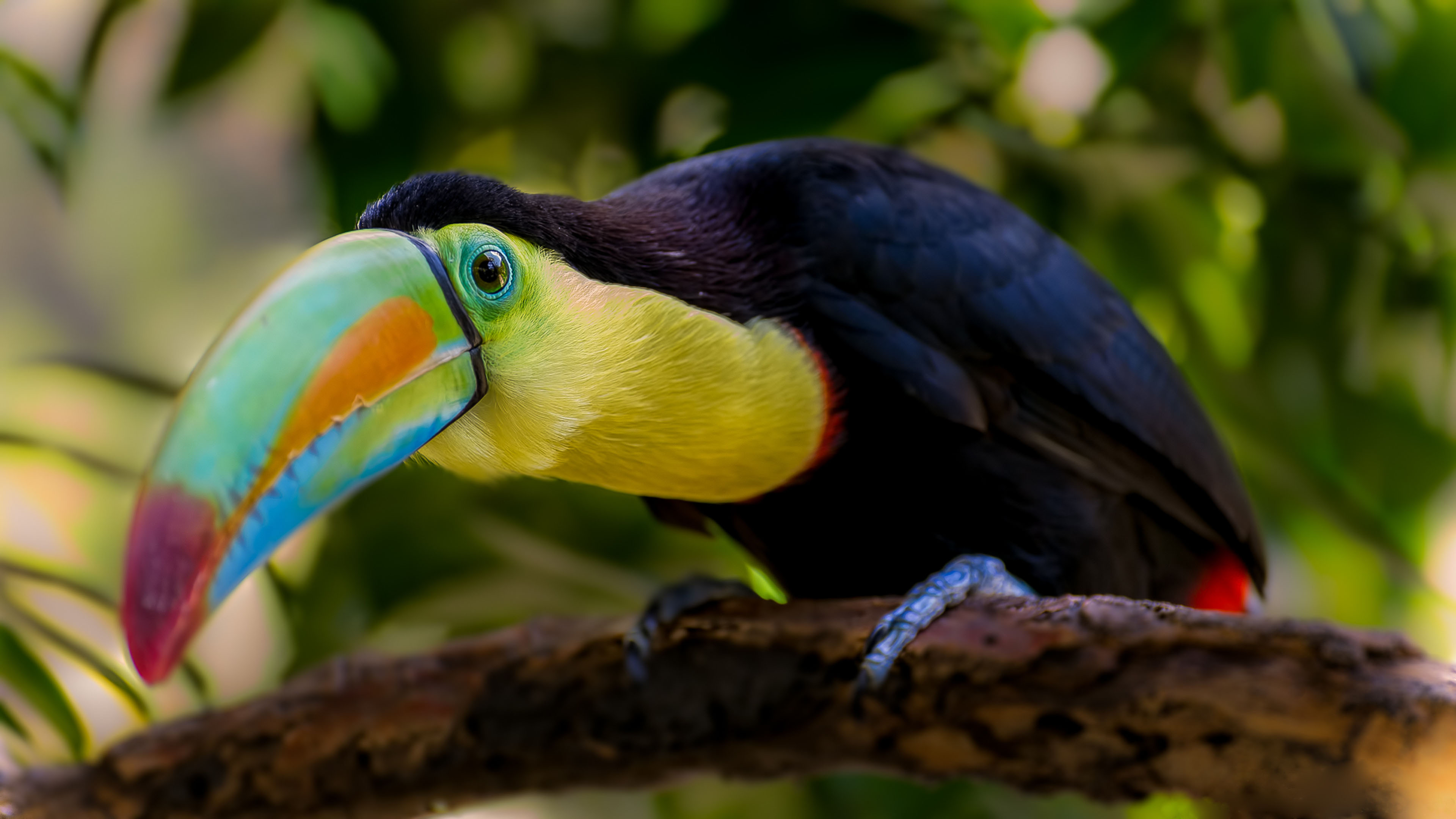 Toucan Wallpaper HD For Mobile And Pc