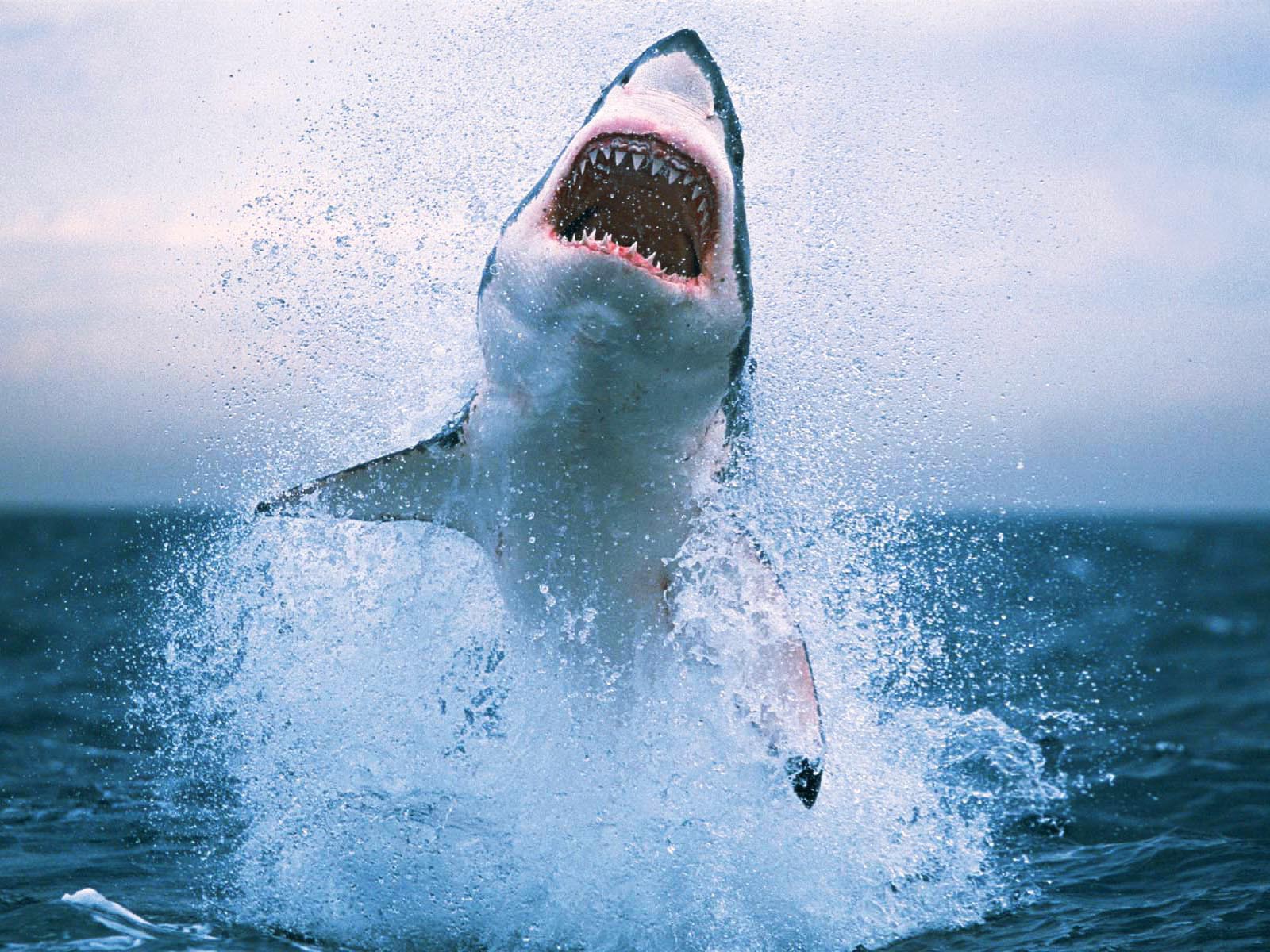 Shark That Always Swimming The Move Desktop Wallpaper