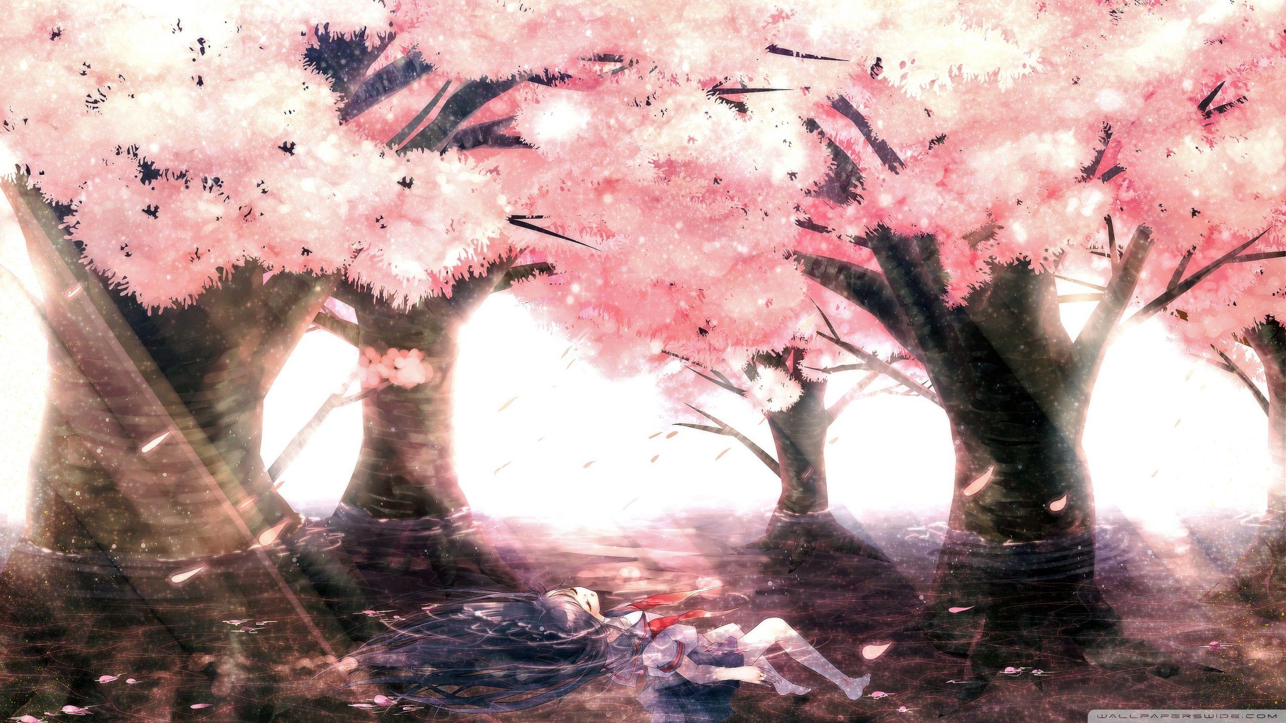Cherry Blossom Anime Moving Background Gif Wallpaper