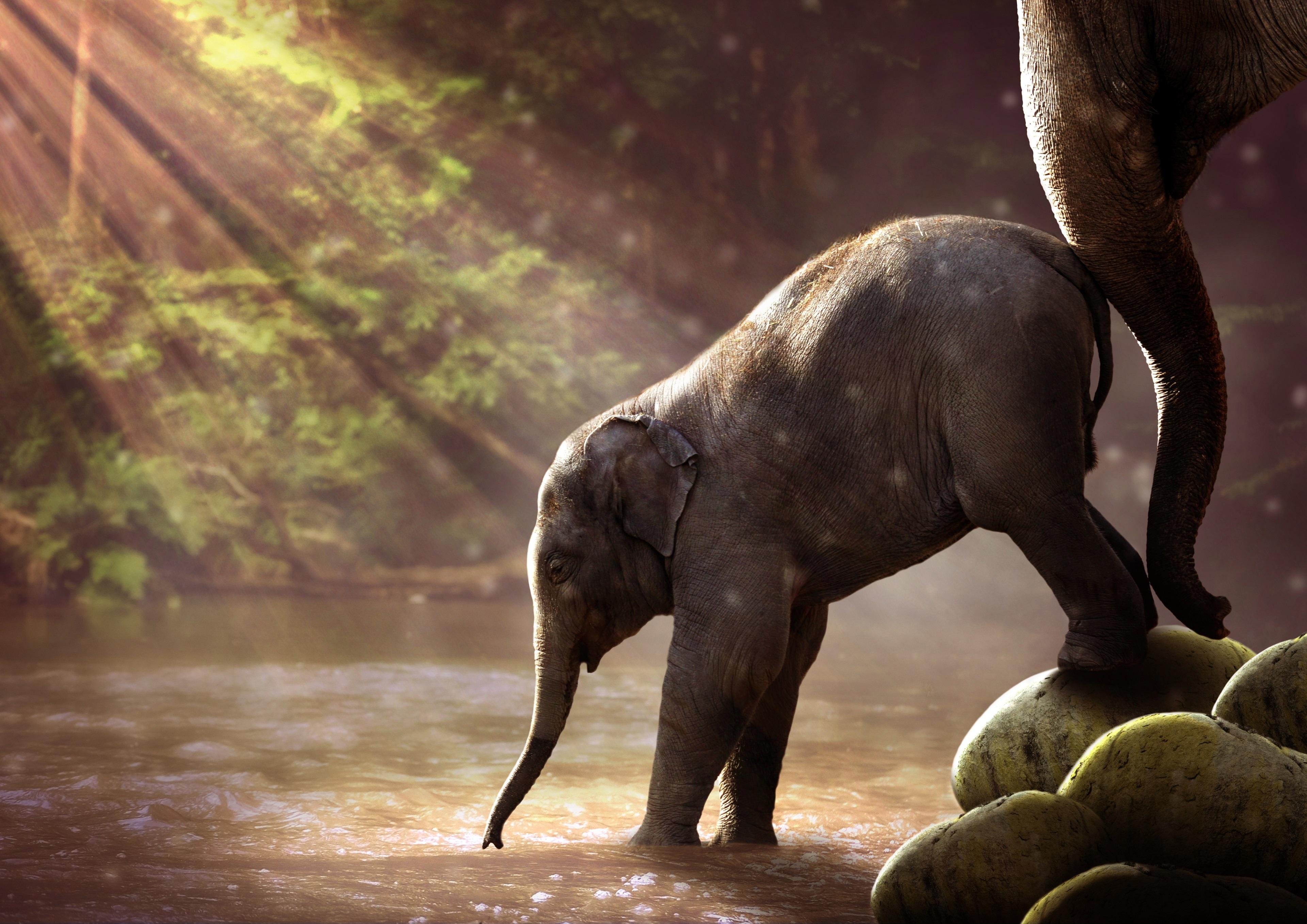 Elephant 4k Awesome HD Rare Gallery Wallpaper