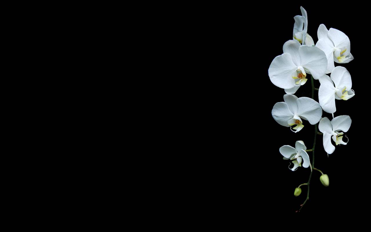 White Flowers Wallpaper