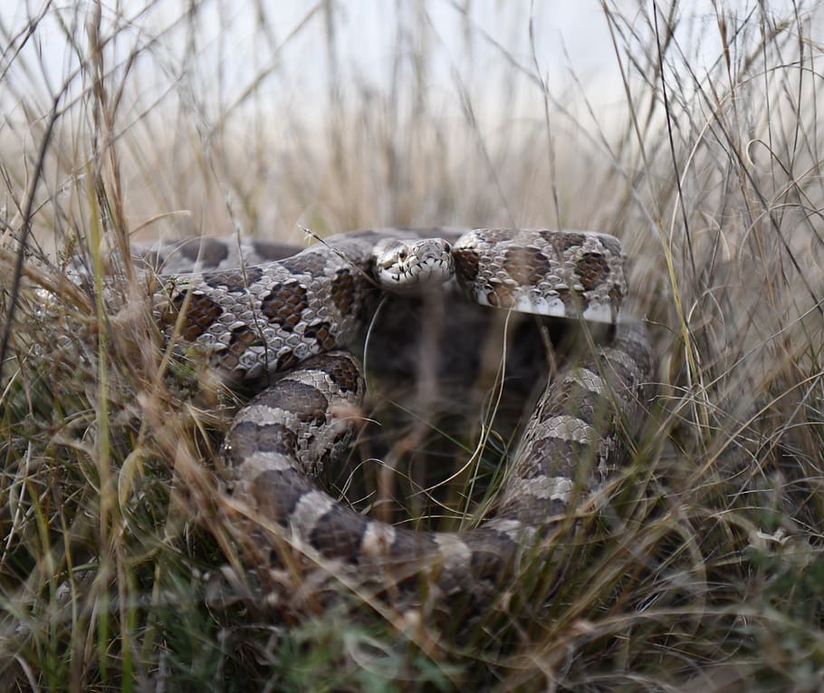 HD Wallpaper Brown Rattle Snake On Grass Reptile Animal