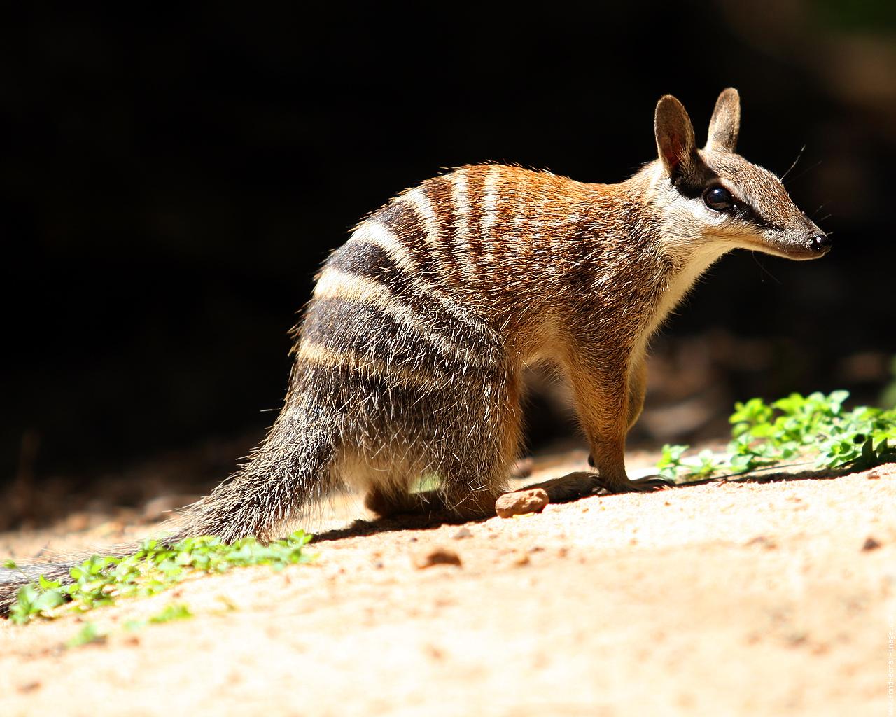 A numbat, also known as a banded anteater, stands on sandy ground, its distinctive stripes and pointed snout clearly visible