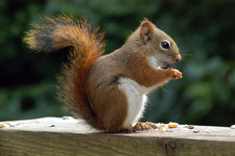 Animal Squirrel Free Wallpapers   My Style