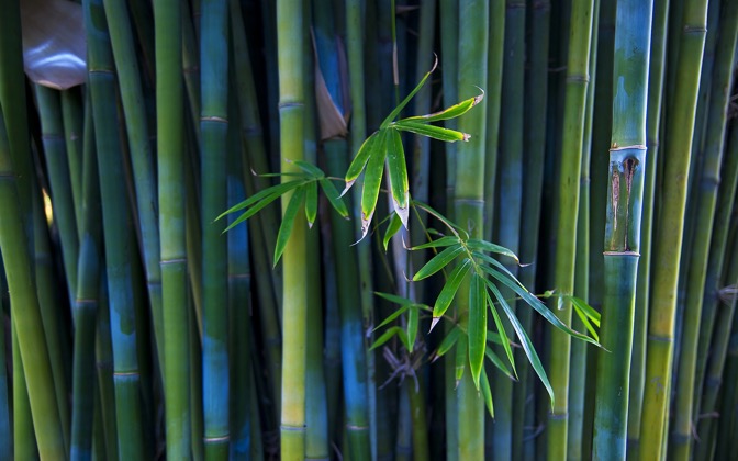 Interfacelift Wallpaper Bamboo