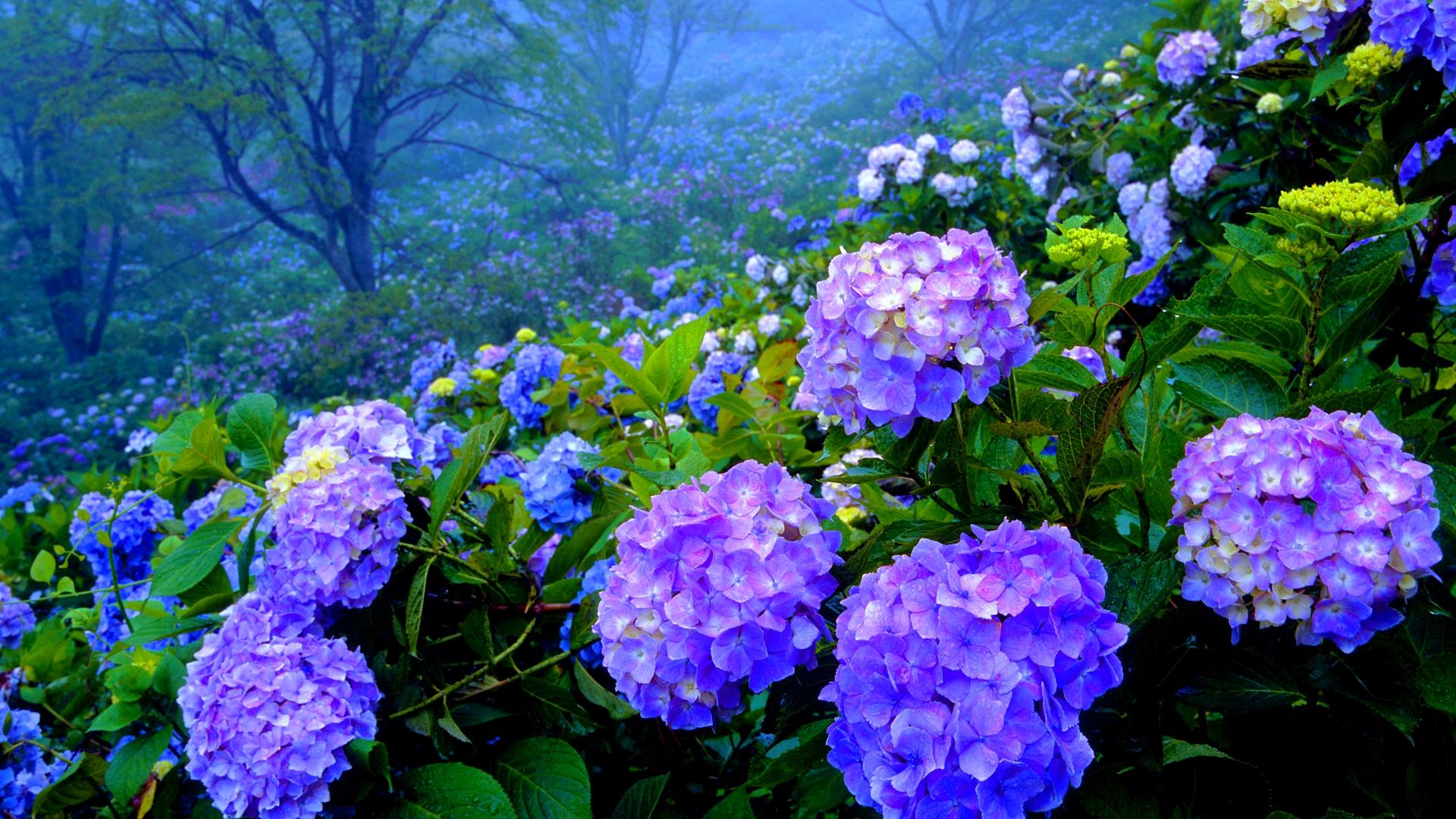 Beautiful Hydrangea Garden HD Wallpaper