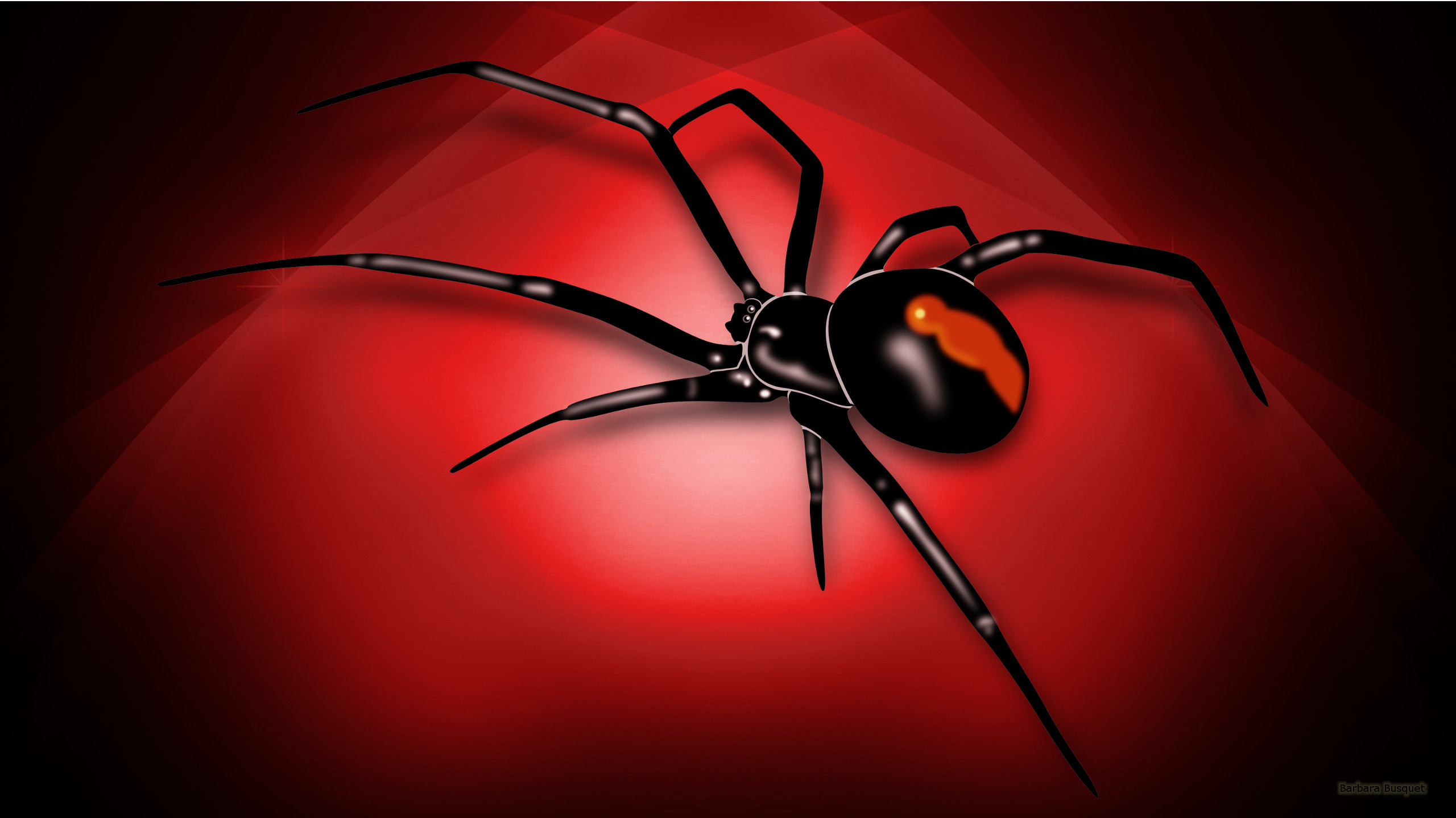 Black Widow Spider Wallpaper Image