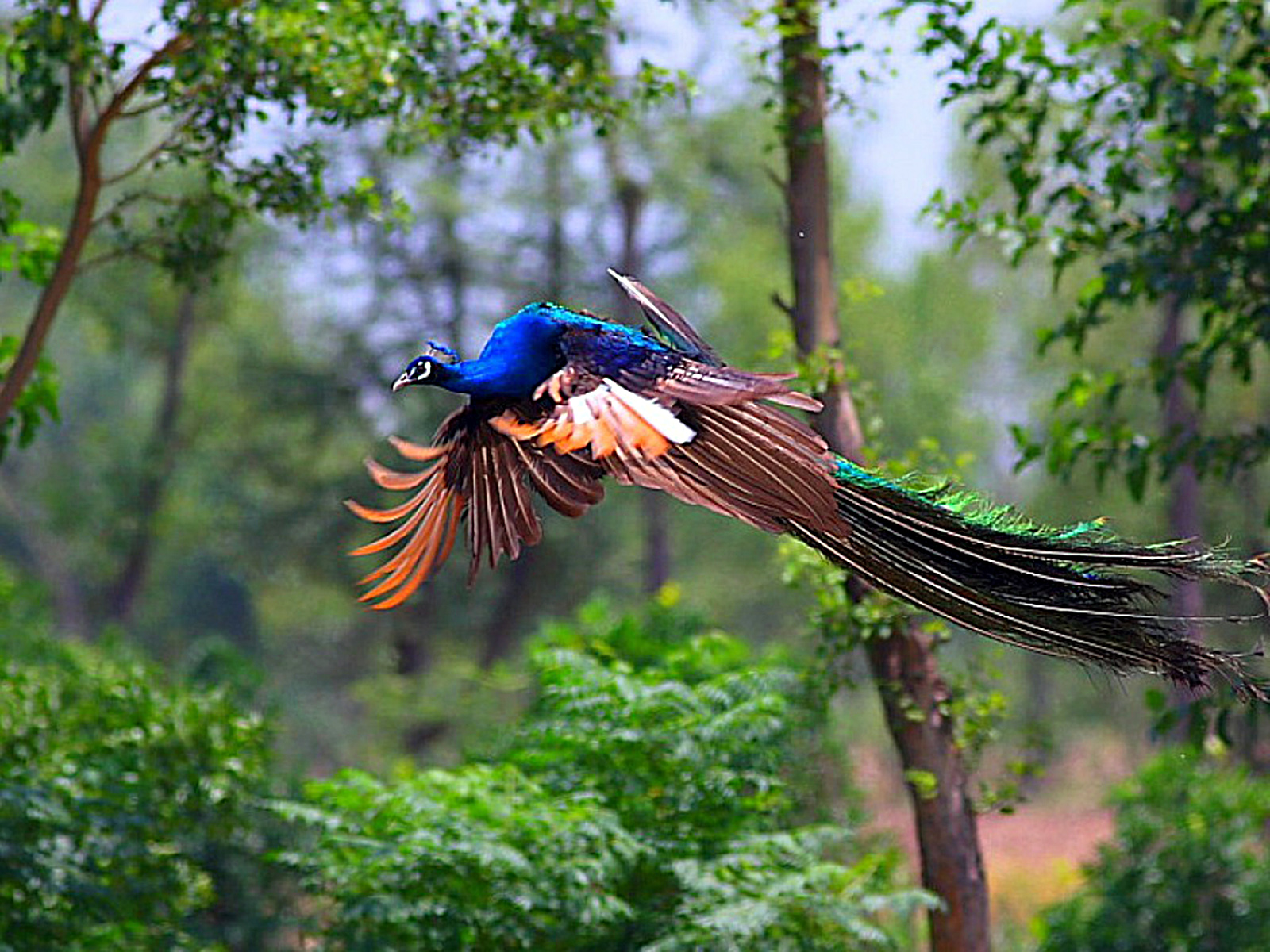 Best Peacock Bird Wallpaper 1080p HD Background