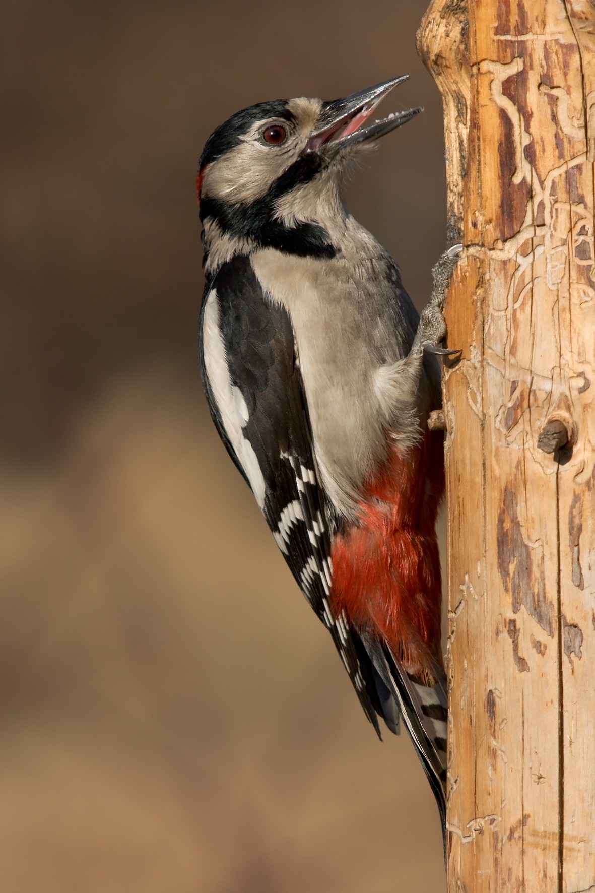 Birds Woodpecker Wallpaper