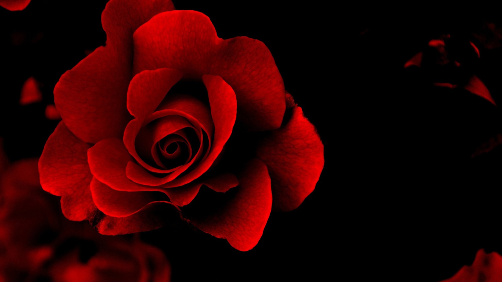 Pics Photos Black And Red Rose Wallpaper HD Background