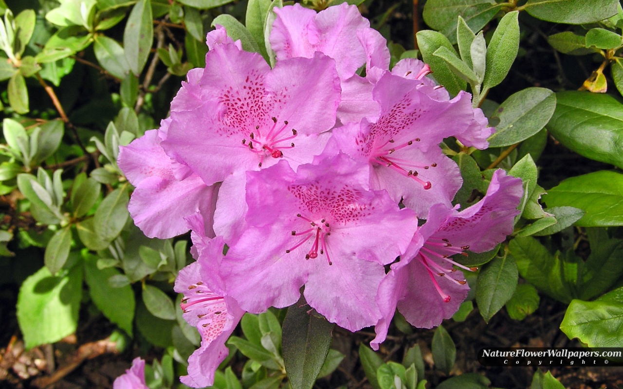 Nature Wallpaper Rhododendron Big Pink Flowers X