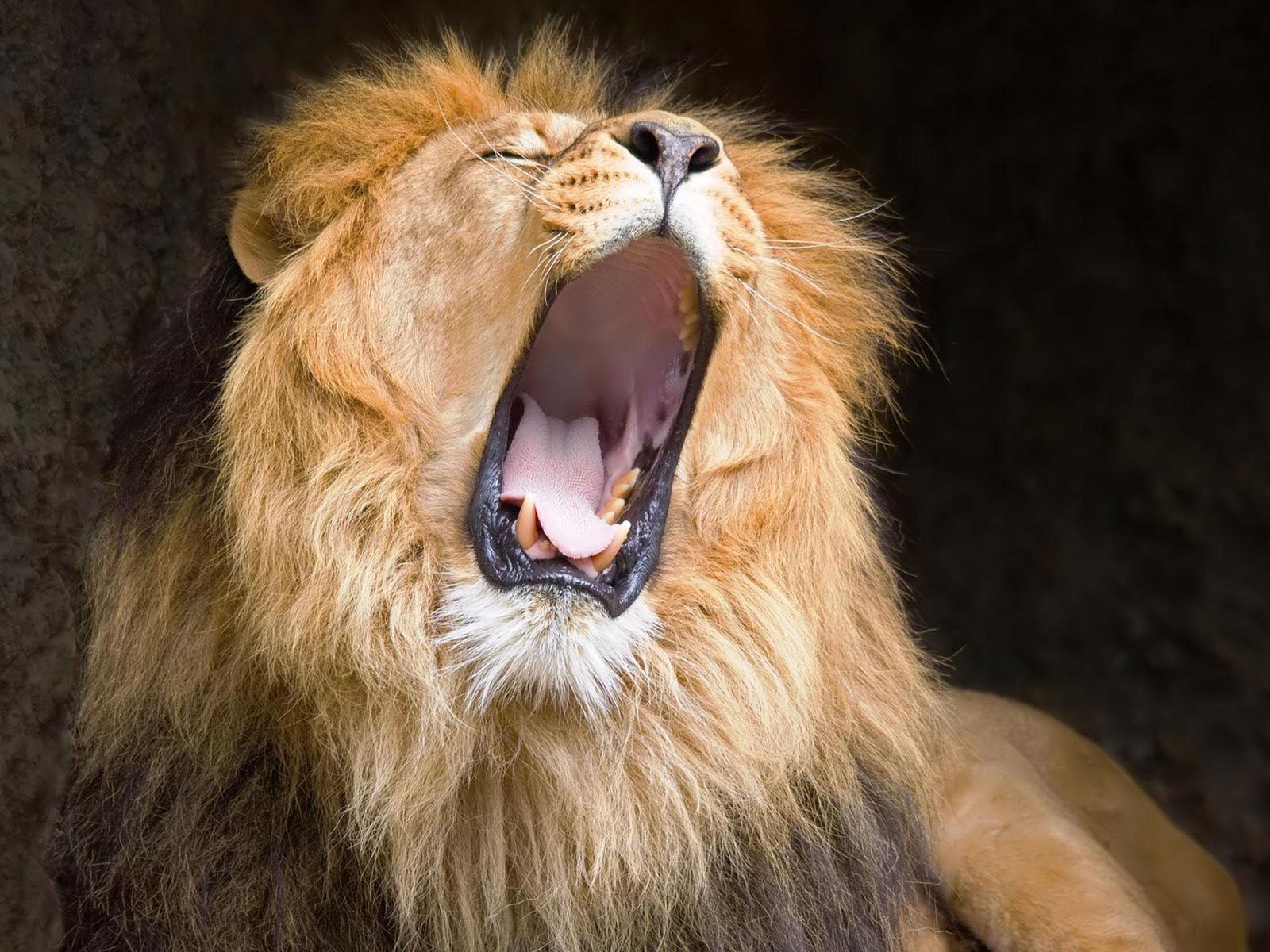 wallpapers Lion Roaring Wallpapers 1600x1200