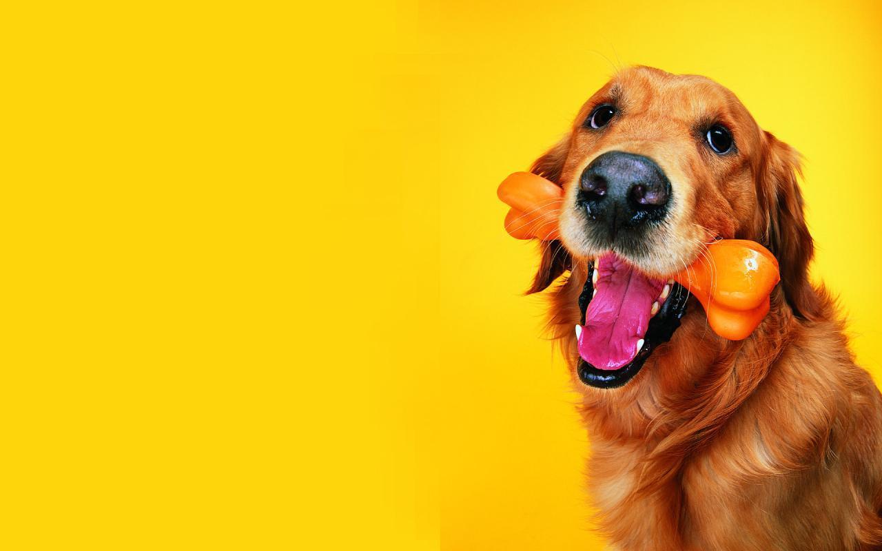 Animals Dogs Funny Fan Desktop Wallpaper And Background