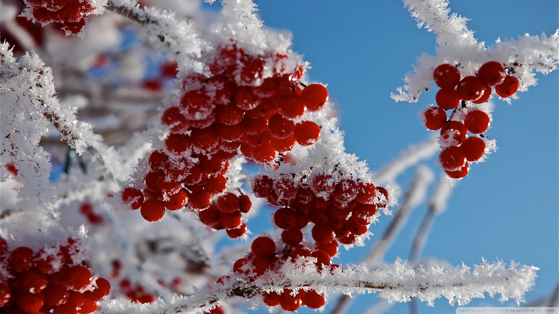 Berries In Winter Wallpaper