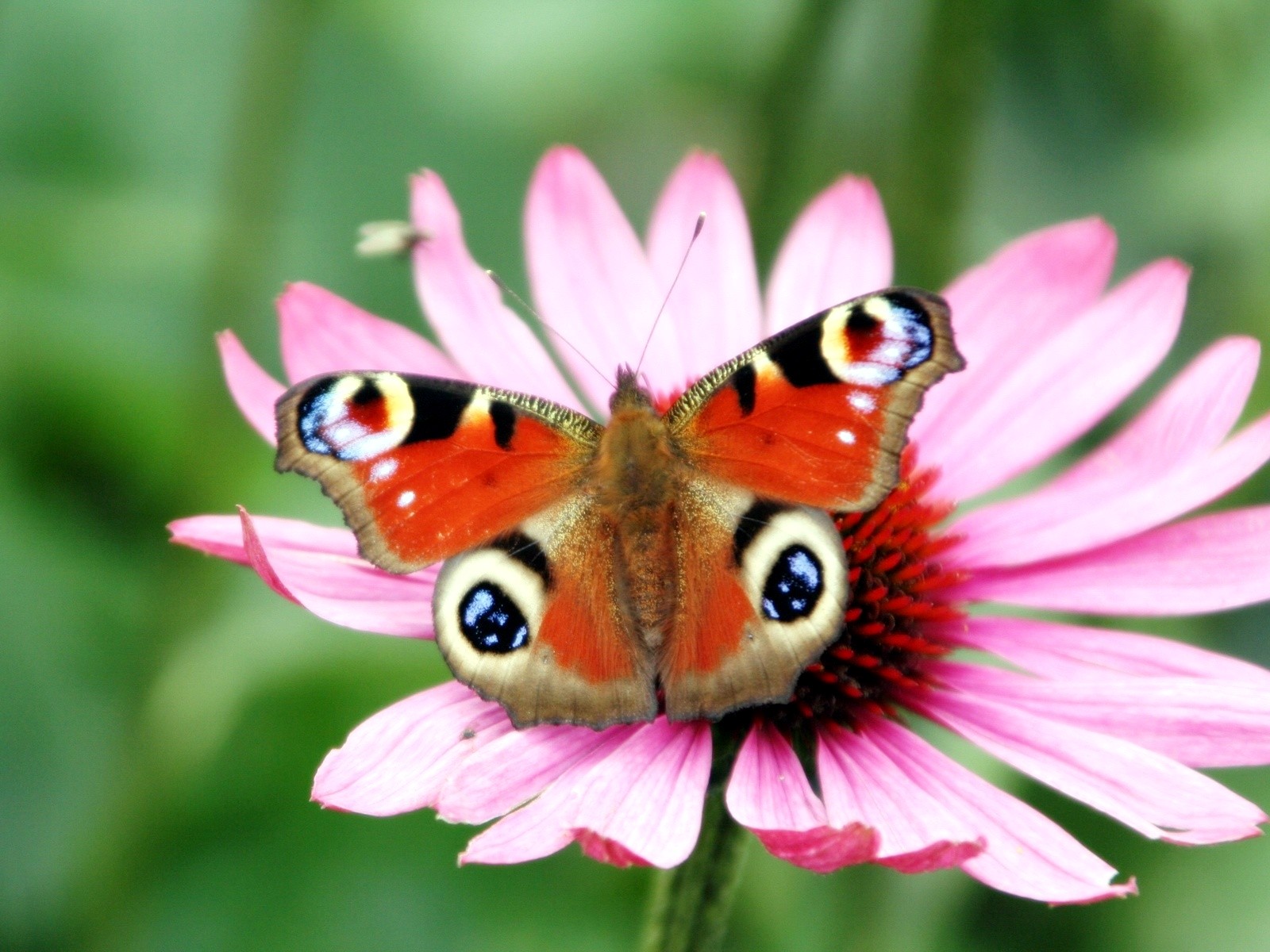 Peacock Butterfly Flower Wallpapers HD Wallpapers
