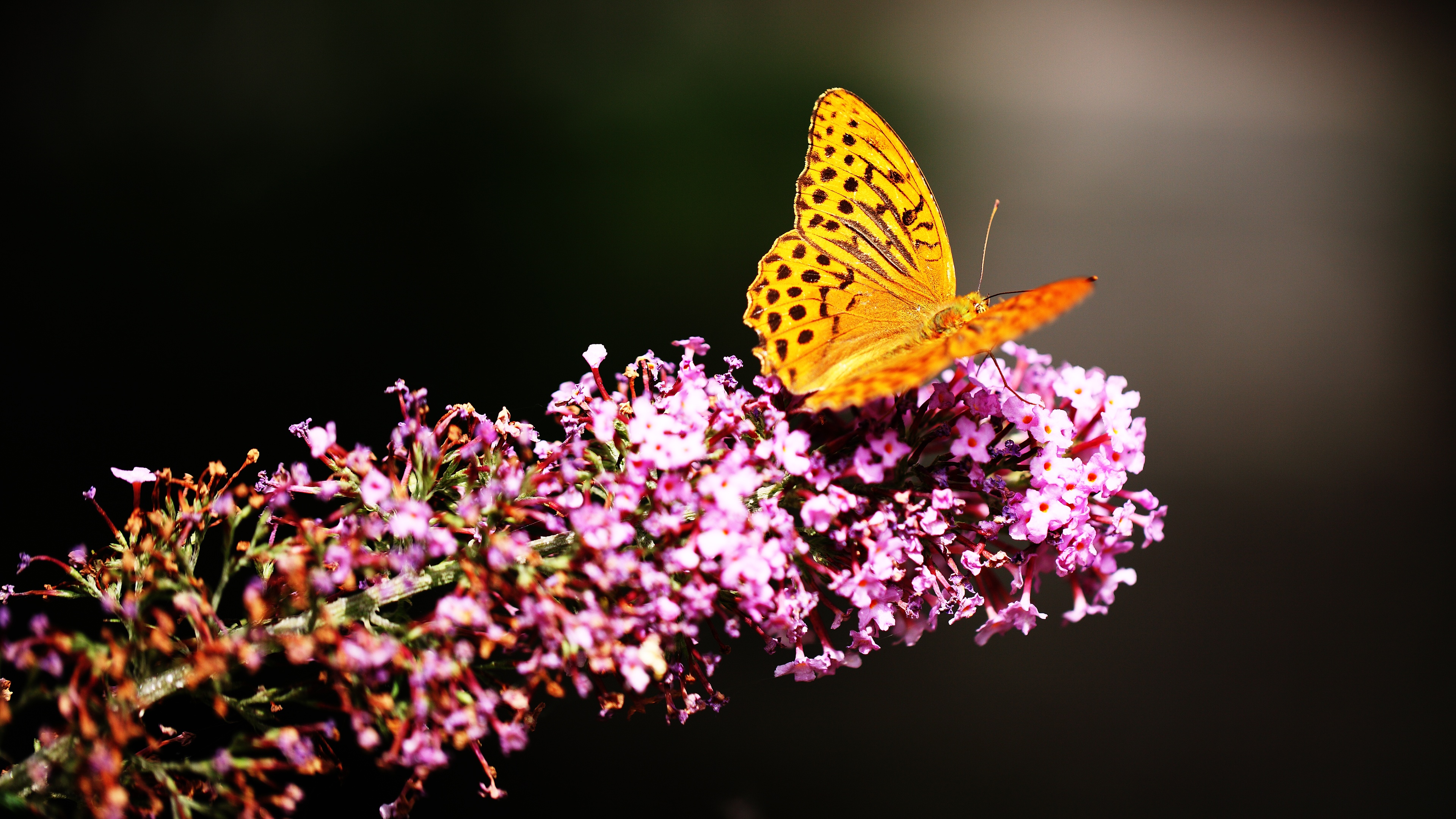 Butterfly In Botanic Garden Wallpaper HD
