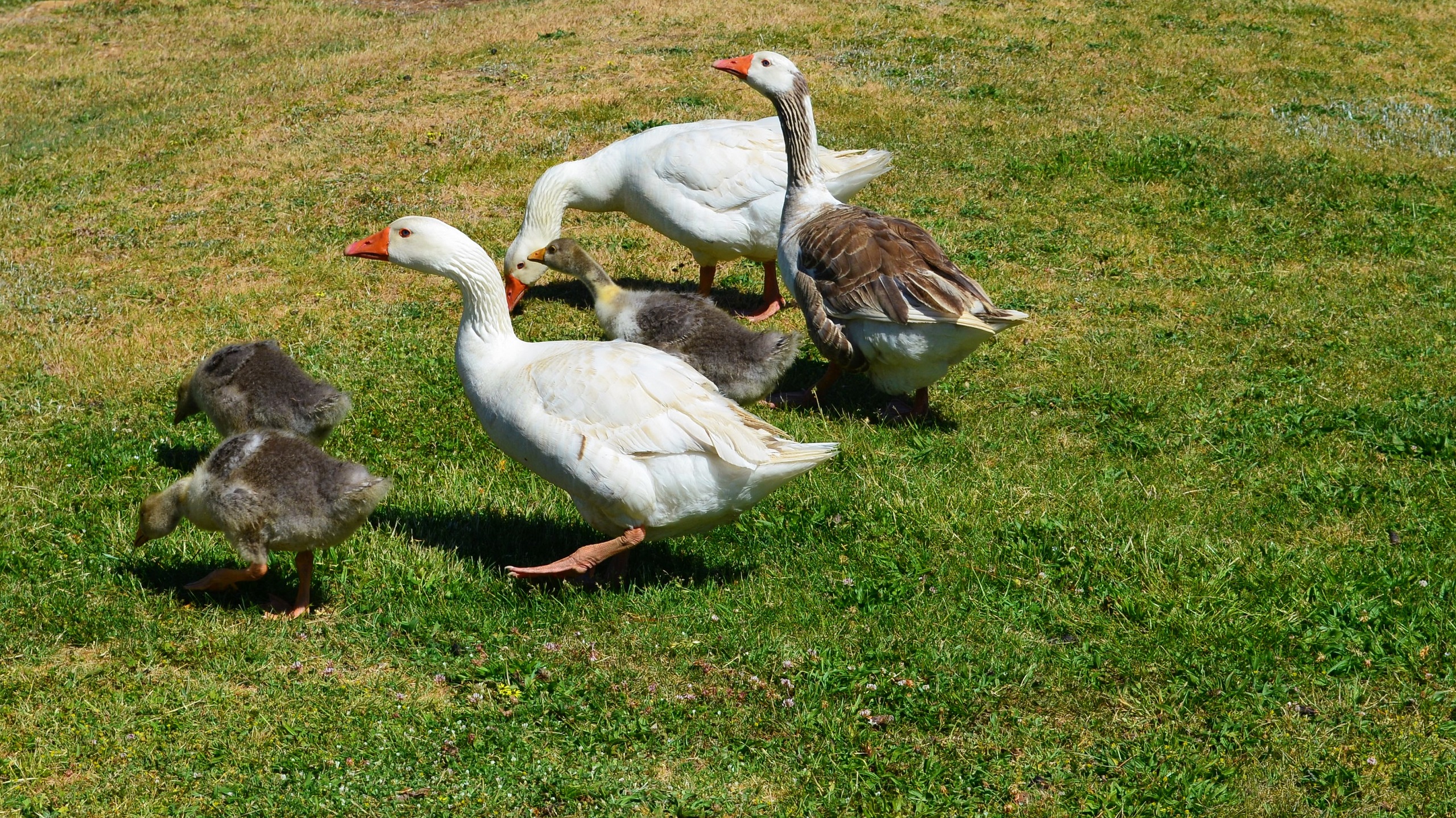 Geese At A Park In Hill End Nsw Australia Computer Wallpaper Desktop