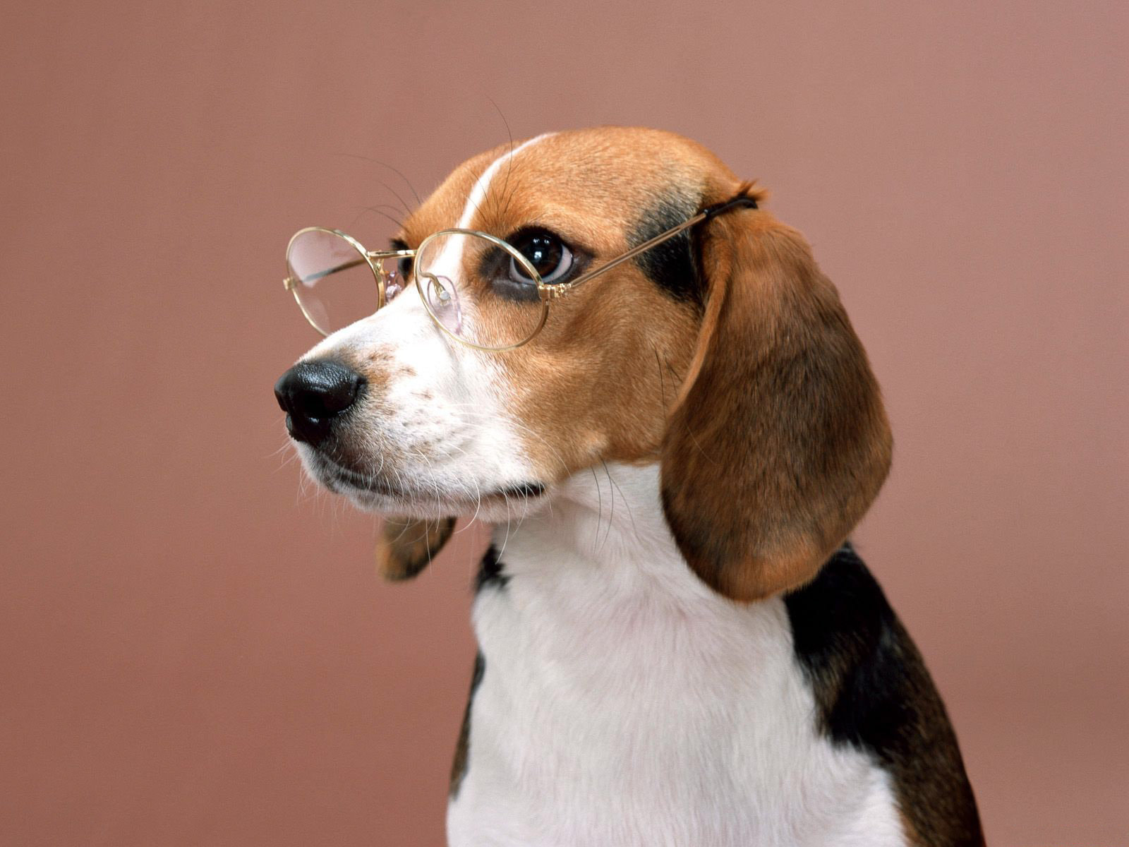Animals Wallpaper Dog Wearing Glasses