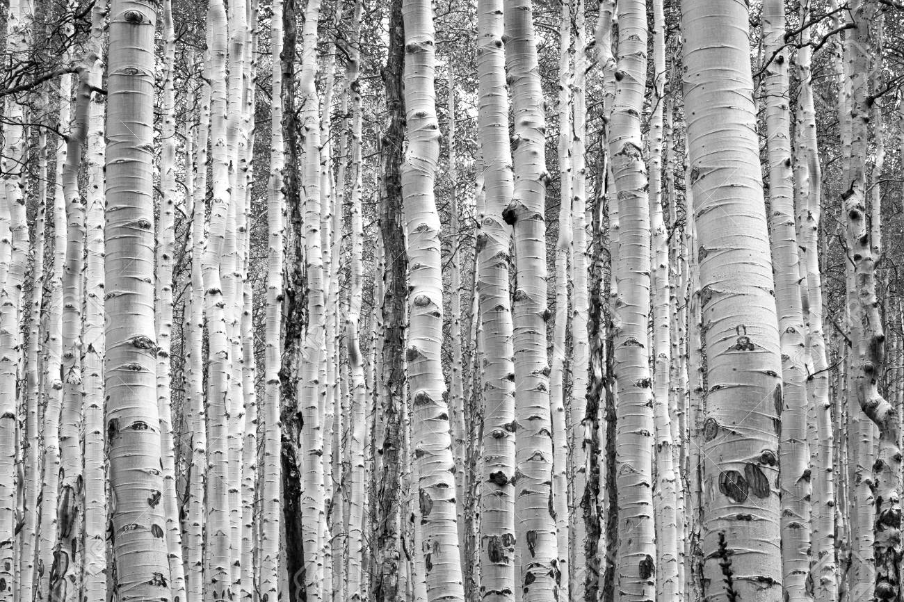 Black And White Aspen Trees Make A Natural Background Texture