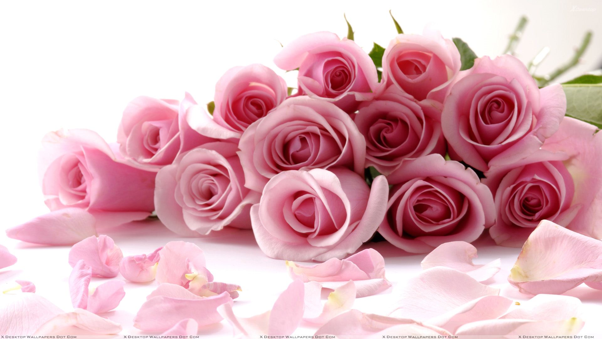 Pink Roses On White Background Closeup Wallpaper