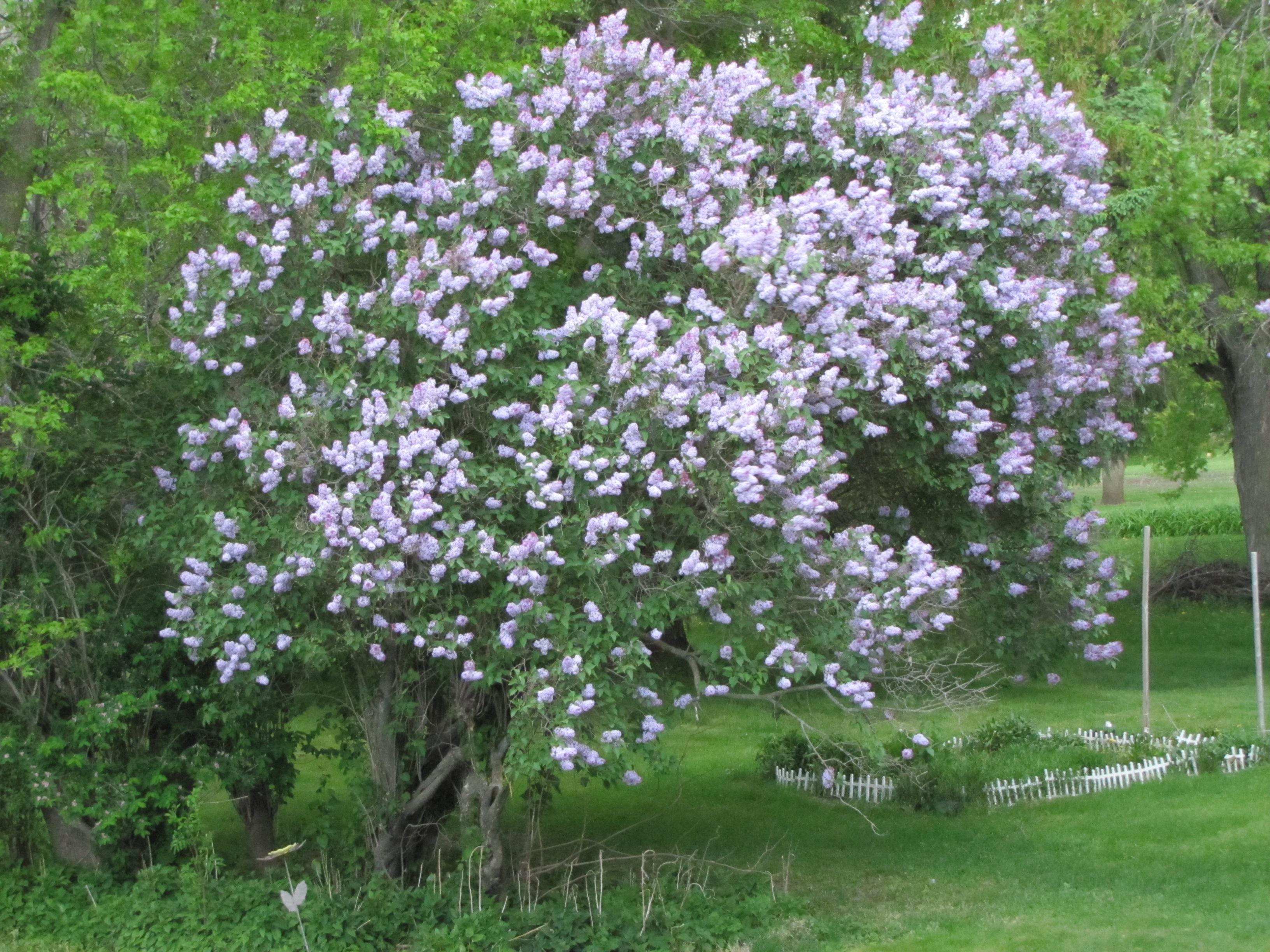Lilac bushes   74231   High Quality and Resolution Wallpapers on