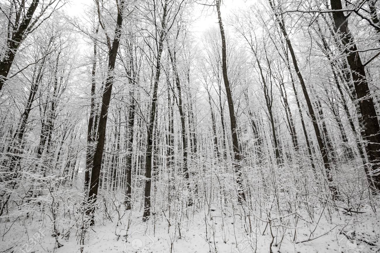 Forest Trees Nature Snow Wood Background Winter Stock Photo