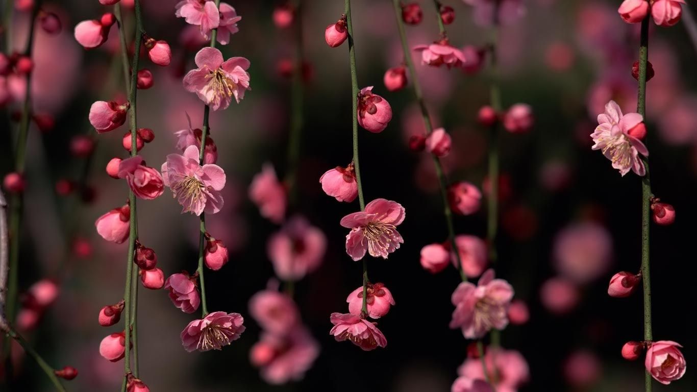 Top Flower Background For Computer Full HD 1080p Wallpaper