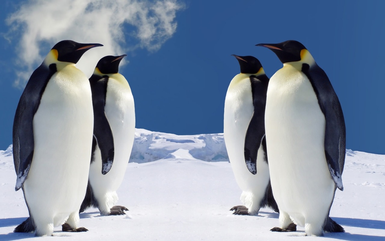 Emperor Penguins HD Wallpaper Background Image
