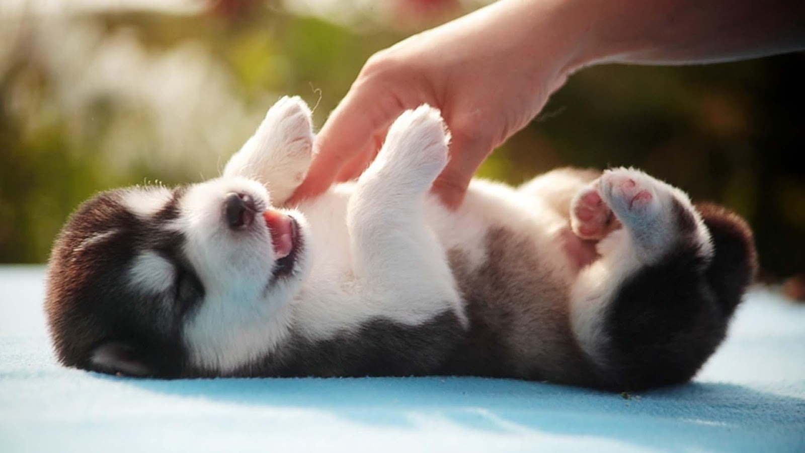 Cute Puppy Wallpaper Screenshot