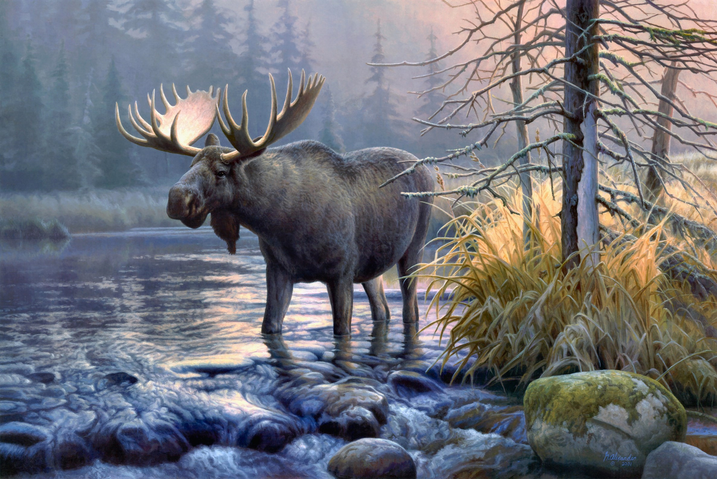 Moose HD Wallpaper