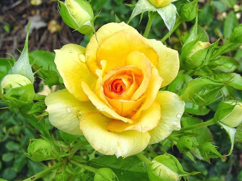 All 4u HD Wallpaper Beautiful Yellow Rose