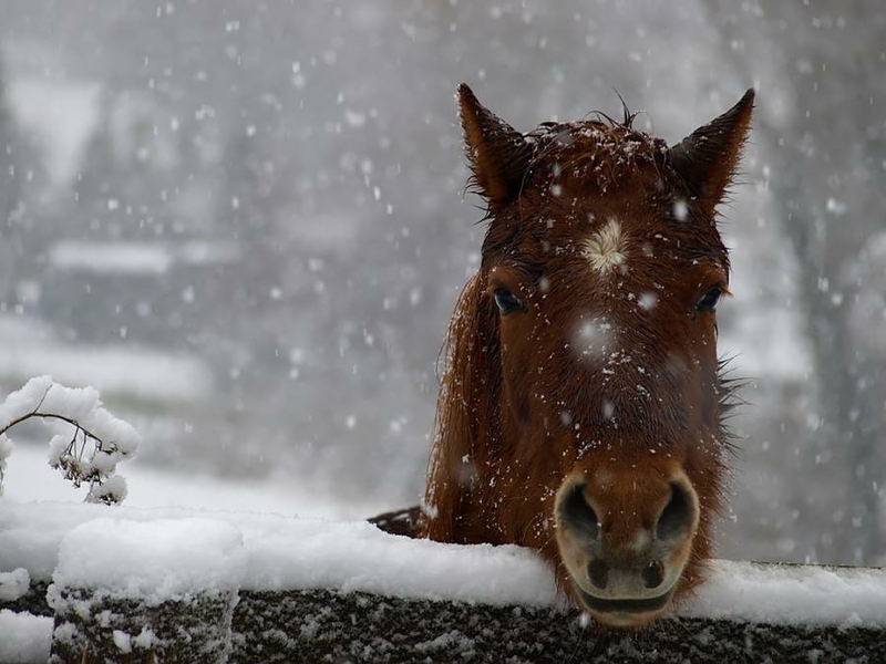 Animal Brown Horse In Snow Animals Horses HD Desktop Wallpaper