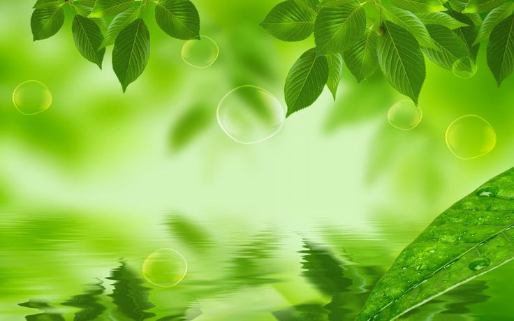 Natural Green Leaf HD Wallpaper Jpg