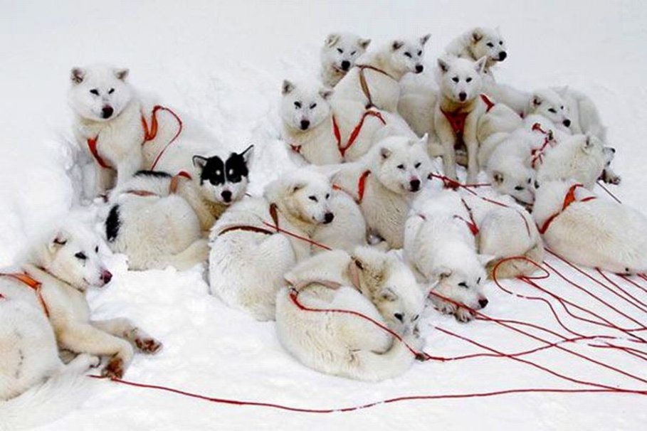 Snow Dogs wallpaper