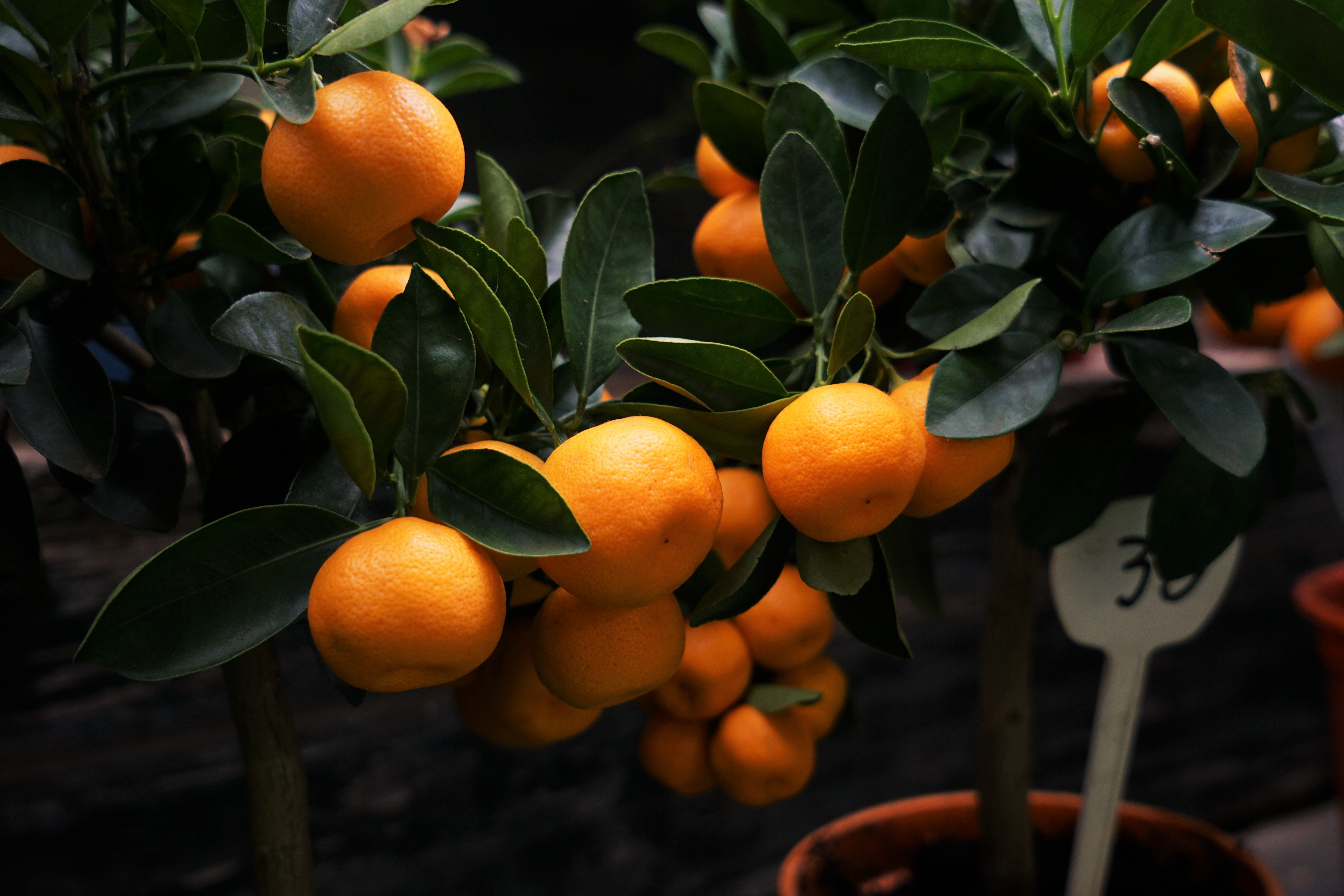 Wallpaper Manadirins Branches Fruit Citrus HD