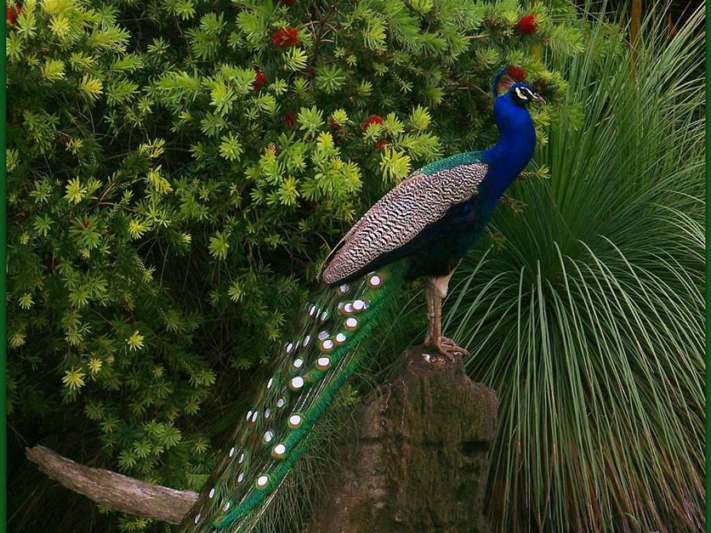 Beautiful Peacock Image HD Wallpaper Pictures