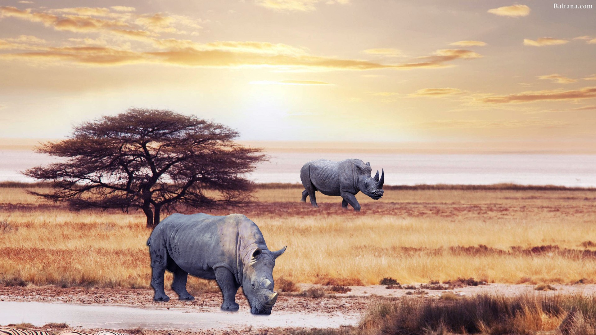 Rhino Background Wallpaper Baltana